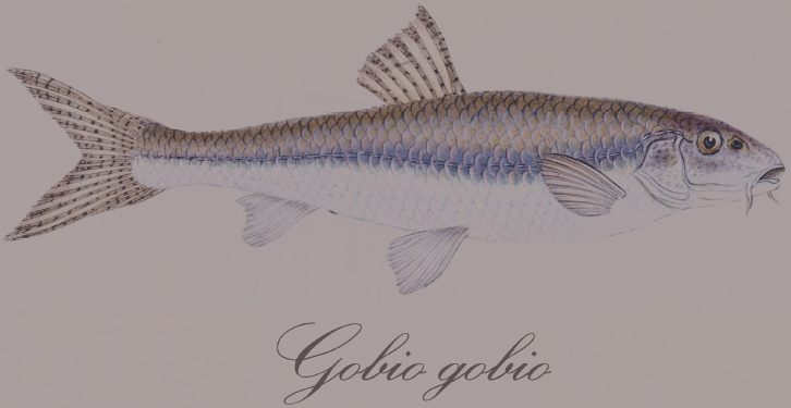 GOBIOdesign: Gobio gobio
